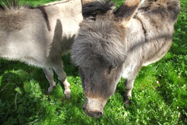 donkeys are rather special