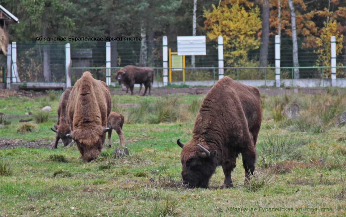 Bison bonasus – Зубр еўрапейскі – Żubr europejski – European Bison