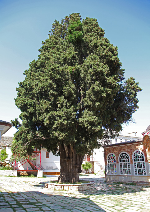 the Athanasius Cypress
