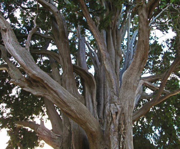 branches of Athanasius Cypress