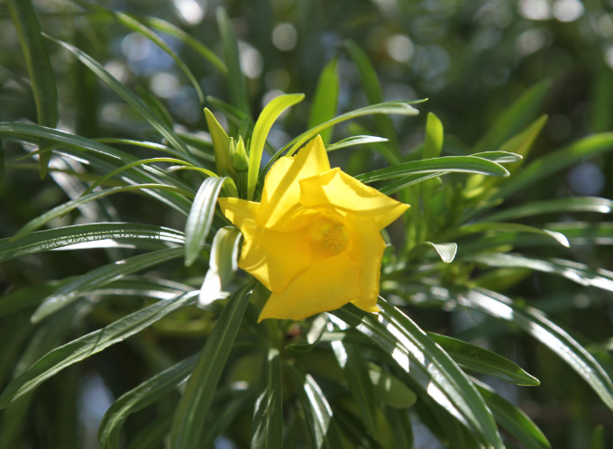 yellow flower near Gortyn