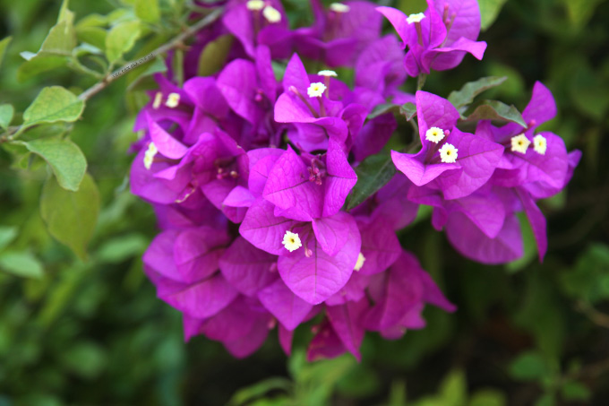Cretan flowers violet