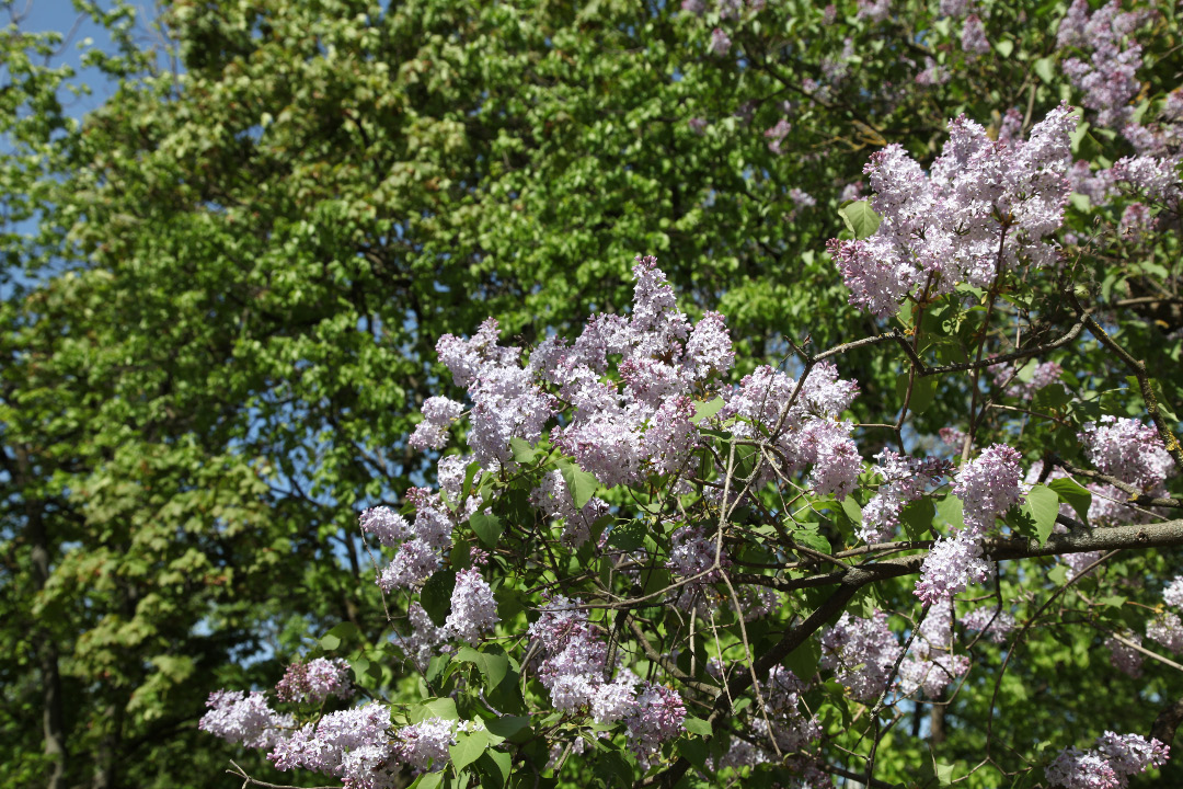 Гиацинт – Hyacinth