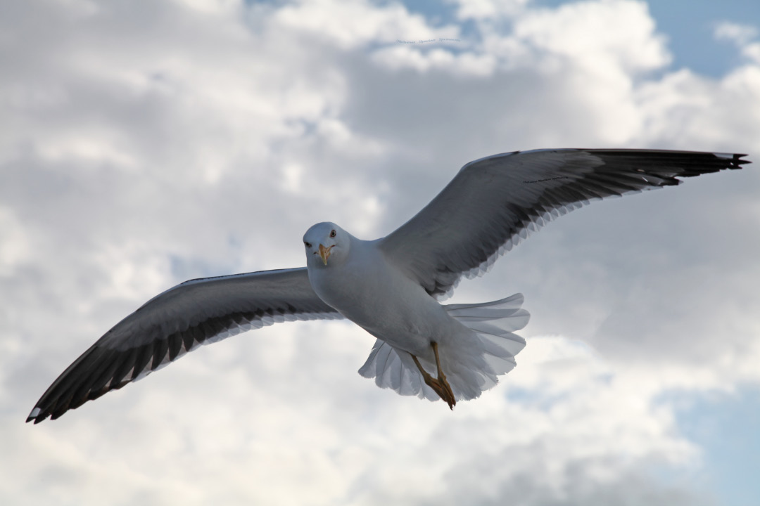 Seagull – Чайка