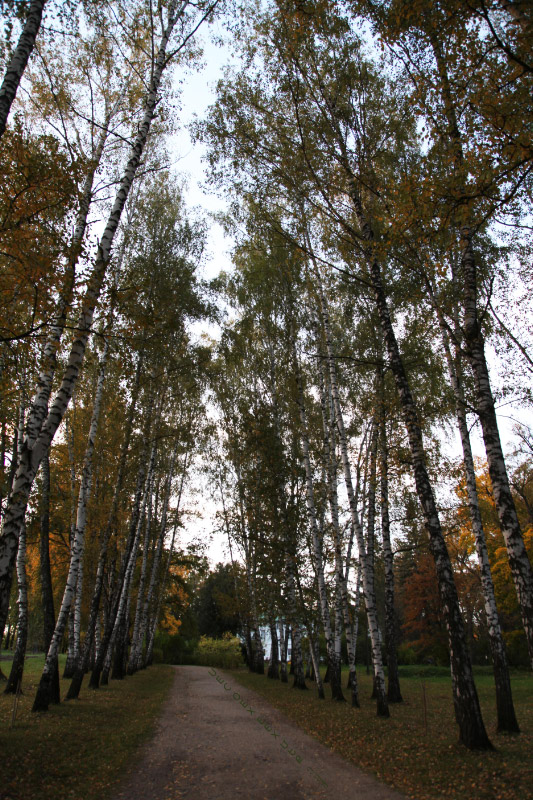 birches of Yasnaya Polyana