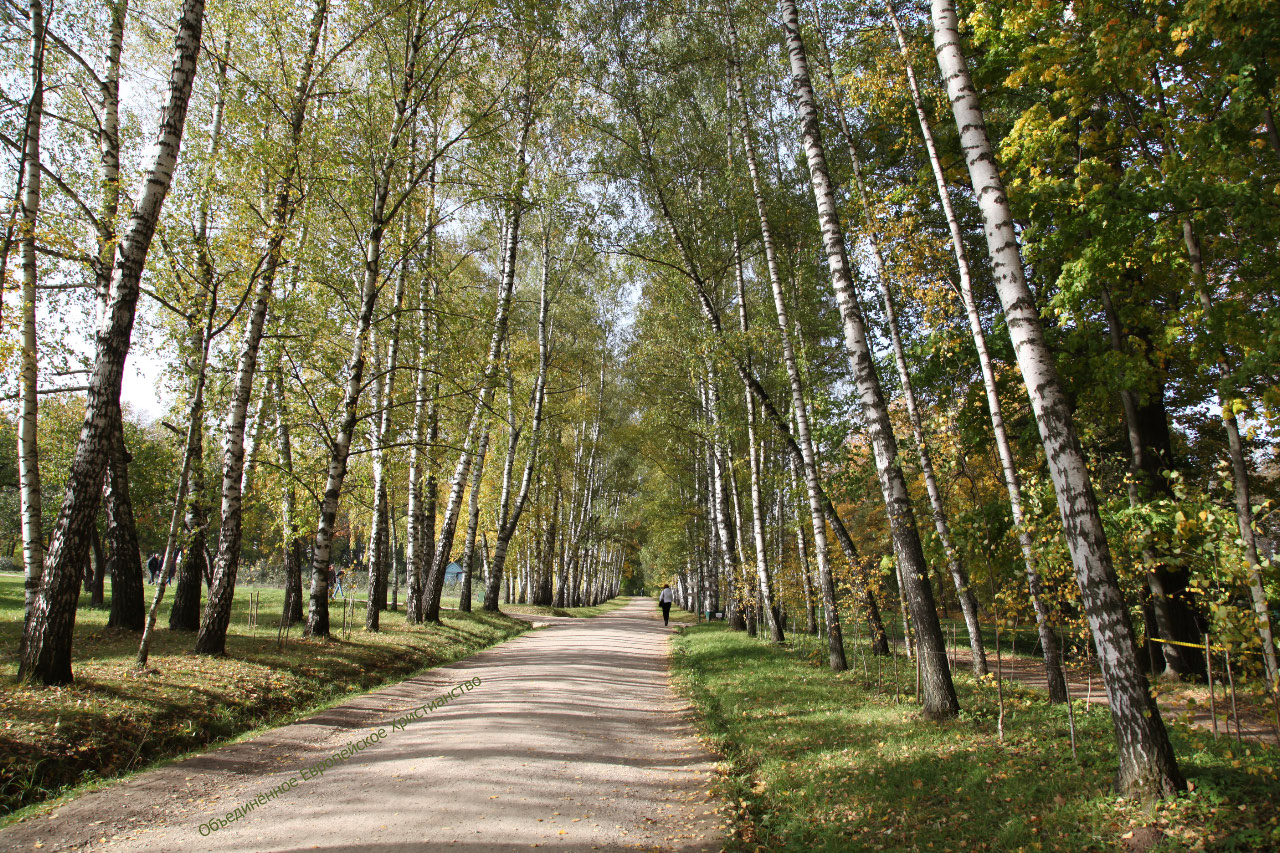 birches of Yasnaya Polyana