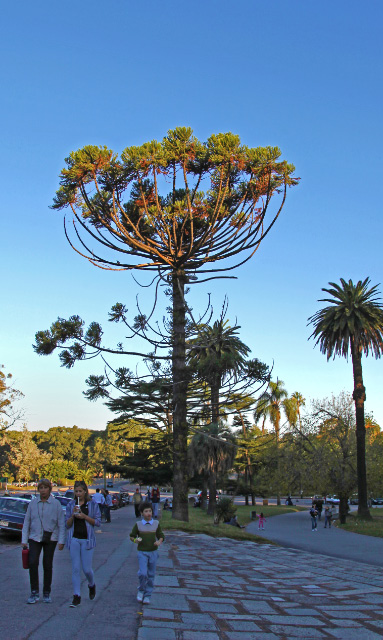 tree in Montevideo